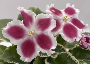 Fiołek afrykański kwitnąca sadzonka