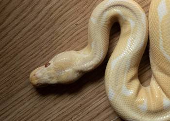 PYTON KRÓLEWSKI SAMIEC