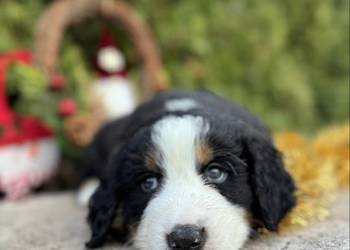 Piękna sunia Berneński Pies Pasterski z rodowodem wielopokoleniowym