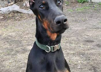 Szczeniak dobermana