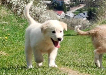 Rasowa suczka XJA ee-red Border Collie z pełną dok. przebadani rodzice