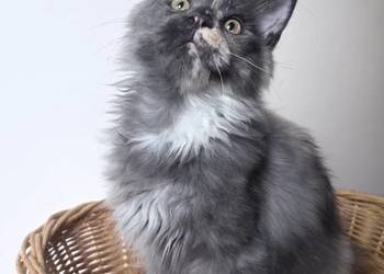 Maine Coon - kotki !