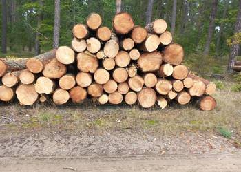 Różne rodzaje drewna opałowego/kominkowego Wójtowo