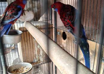 Sprzedam parę rozelli królewskich standart