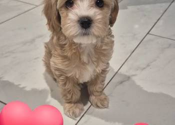 Suczka Maltipoo gotowa na walentynki