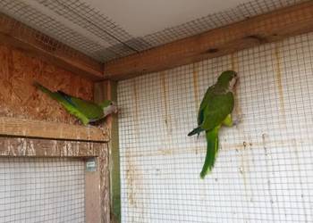 Mnichy nizinne zielone