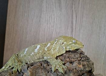 Gekon olbrzymi leachianus samice