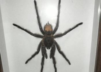 Spreparowany ptasznik w ramce - Lasiodora parahybana