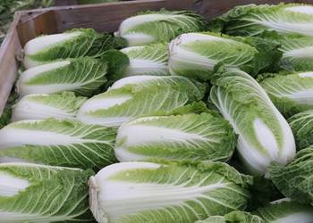 Sprzedam kapuste pekinska