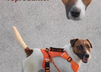 Jack russell terrier Reproduktor