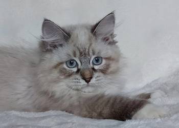 Koty Syberyjskie Neva Masquerade - LORD ZKolakowegoDomu*PL