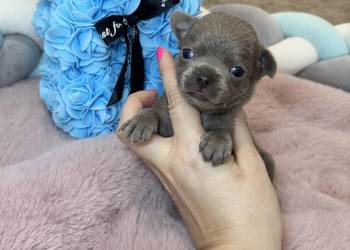 Chihuahua krótkowłosy piesek liliowy badania DNA