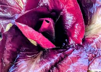 Cykoria  Róża Sałata Cykoria kolekcjonerskie nasiona