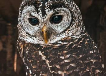 Sowa Puszczyk Jarzębaty [ Strix Chacoensis ] Młodzież 2025 ZAPISY