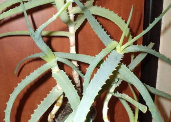 aloes drzewiasty kwiat doniczkowy