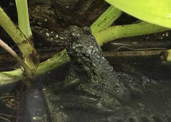 Kumak dalekowschodni dorosły samiec