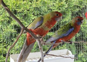 Sprzedam Roselle Królewskie