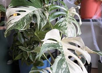 Szczyt monstera variegata 2 liście pęd Szczyt monstera variegata 2 liście pęd
