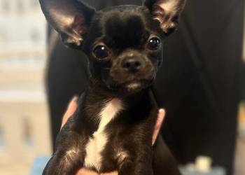 Chihuahua maleńki chłopczyk ZkwP