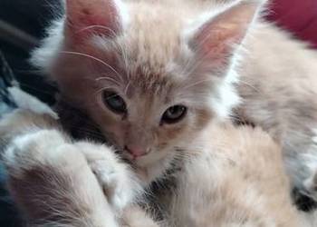 Maine Coon w maju odbiór maluszków