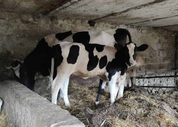 Sprzedam 5 jałoszek i krowe z cielakiem