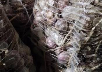 Przemiał czosnku Harnaś