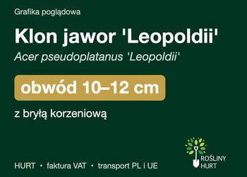 Klon jawor 'Leopoldii' obwód 10-12 cm, z bryłą – HURT