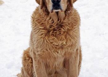 Golden retriever 9 miesięczne