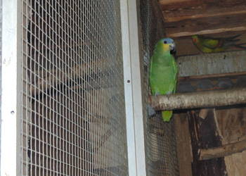 amazonka modrobrewa (kurika)