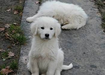 Szczeniak owczarek podhalański, gotowy do odbioru