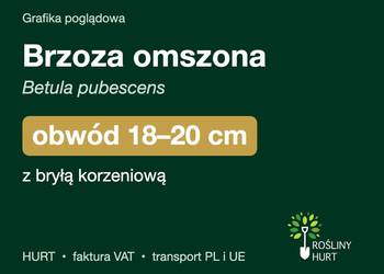 Brzoza omszona (Betula pubescens) obwód 18-20 cm, z bryłą – HURT