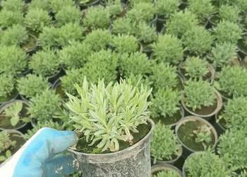 Lawenda blue najbardziej mrozo odporna wytrzymuje do - 27