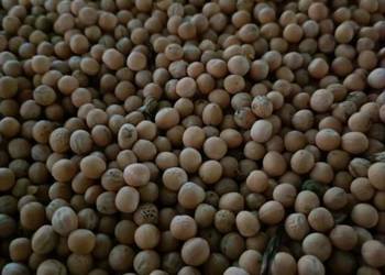 Sprzedam groch siewny Mecenas