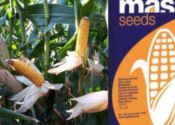 Nasiona kukurydzy HULK FAO 250