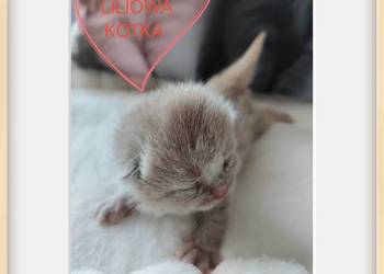 Zapraszam do rezerwacji kotka brytyjskiego