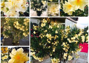 Oleander o pełnych pachnących ŻÓŁTYCH kwiatach