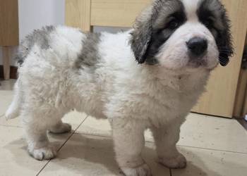 Mastif Pirenejski, KZwPKrakow, szczeniaki dostepne przed Bozym Narodzeniem