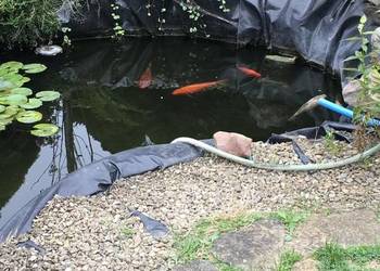 Karpie koi - odbiór osobisty