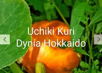 Pakiet 3 Gatunki Dynia Hokkaido Bez łupin duża + Cukinia zimowa  ! Nasiona