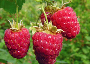 Sadzonki  Malin  letnich 15 sztuk