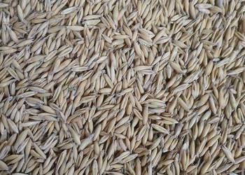 Sprzedam owies drugi rok po centrali