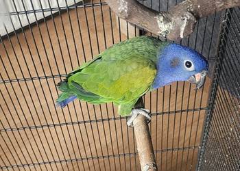 Piona niebieskoglowa