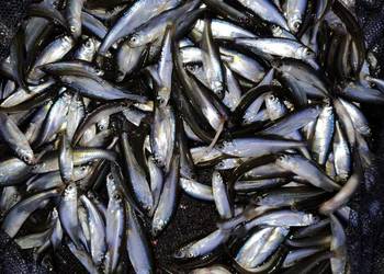 Słonecznica koluszek ryby do oczka Stawu i pokarm