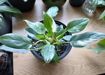 Philodendron White Princess