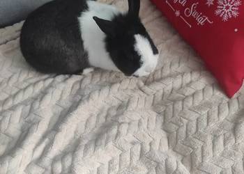 Królik miniaturka karzełek, oddam