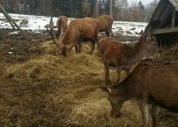 Sprzedam Jelenie Karpackie