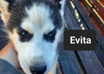 Syberiany husky