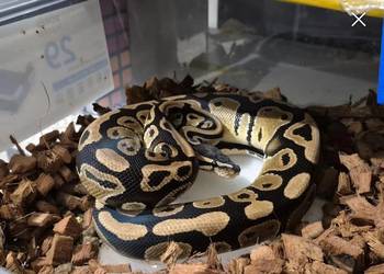 WAZ KROLEWSKI Samiec DBL HET ALBINO PIED