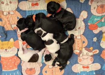 Szczenięta shih tzu z genem blue