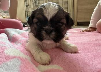 Suczka shih tzu